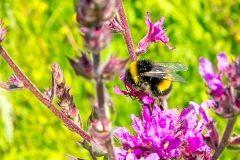 White-tailed Bumblebee [Bombus lucorum]