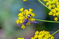Ornate-tailed Digger Wasp [Cerceris rybyensis]