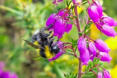 Heath Bumblebee [Bombus jonellus]