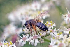 Yellow-legged Mining Bee [Andrena flavipes]