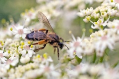 Yellow-legged Mining Bee [Andrena flavipes]
