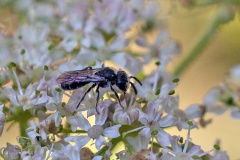Common Mini-miner [Andrena minutula]