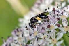 Common Mini-miner [Andrena minutula]
