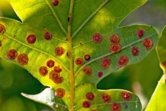 Common Spangle Gall Wasp [Neuroterus quercusbaccarum]