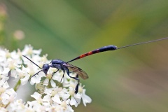 Greater Pennant Wasp [Gasteruption jaculator]