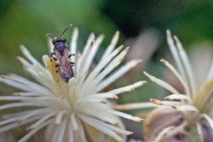 Chalk Yellow-face Bee [Hylaeus dilatatus]