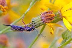 ichneumon wasp [Endromopoda nitida ?]