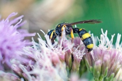 Ornate-tailed Digger Wasp [Cerceris rybyensis]