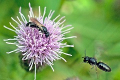 Common Yellow-face Bee [Hylaeus communis]