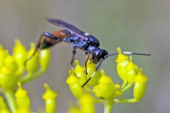 ichneumon wasp [Ichneumon suspiciosus]
