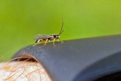 ichneumon wasp [Orthocentrus sp.]