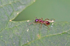 Common Red Ant [Myrmica rubra]