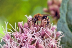 Common Furrow Bee [Lasioglossum calceatum ?]