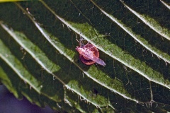 Sycamore Aphid Parasitoid Wasp [Dyscritulus planiceps]