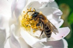 Trimmer's Mining Bee [Andrena trimmerana]