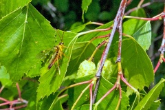 Common Tenthredopsis [Tenthredopsis nassata]