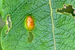 Sallow Bean-gall Sawfly [Euura bridgmanii]