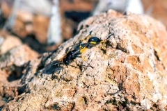 Mud-dauber Wasp [Sceliphron spirifex]