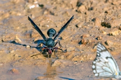Black Mud Wasp [Delta emarginatum]