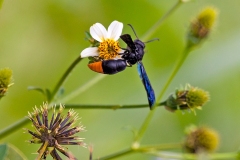Orange-tailed Synagris [Synagris analis]