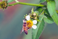 Western Honey Bee [Apis mellifera scutellata]