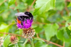 Red-tailed Bumblebee [Bombus lapidarius]