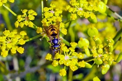 Common Wasp [Vespula vulgaris]