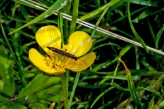 Dark-legged Stem-sawfly [Calameuta filiformis]