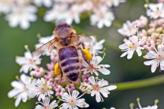 Western Honey Bee [Apis mellifera mellifera]