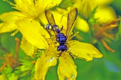 Ornate-tailed Digger Wasp [Cerceris rybyensis]