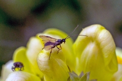 White Butterfly Parasitoid Wasp [Cotesia glomerata]