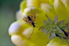 White Butterfly Parasitoid Wasp [Cotesia glomerata]