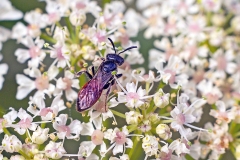 Box-headed Blood Bee [Sphecodes monilicornis]