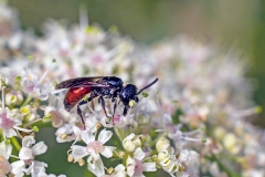 Box-headed Blood Bee [Sphecodes monilicornis]