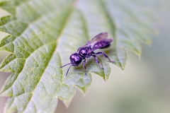 Hairy-backed Boxheaded Wasp [Crossocerus megacephalus]