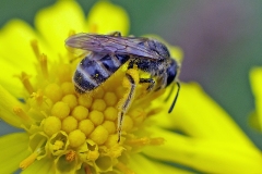 Sharp-collared Furrow Bee [Lasioglossum malachurum ?]