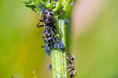 Black Garden Ant [Lasius niger]