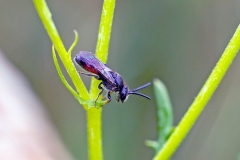 Dark-winged Blood Bee [Sphecodes gibbus]