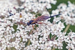 ichneumon wasp [Scambus sp.]