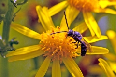 Sharp-collared Furrow Bee [Lasioglossum malachurum ?]