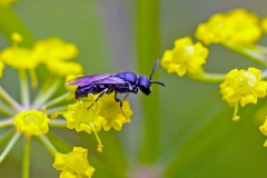 Common Yellow-face Bee [Hylaeus communis]