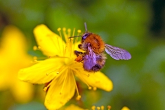 Common Carder Bee [Bombus pascuorum]