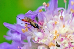 ichneumon wasp [Stilbops ruficornis]