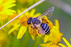 Grey-banded Mining Bee [Andrena denticulata]