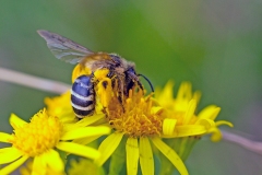 Grey-banded Mining Bee [Andrena denticulata]