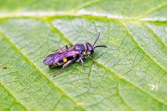 sand wasp [Nysson trimaculatus ?]