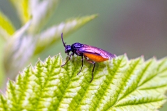 Large Rose Sawfly [Arge pagana]