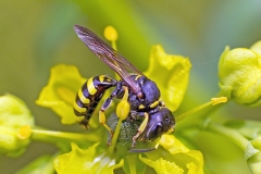Woodland Ectemnius [Ectemnius lituratus]