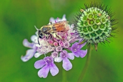 Small Scabious Mining Bee [Andrena marginata]