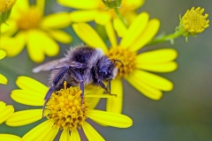 HYMENOPTERA